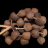Pangi Nut Shaker - шейкер Панги, размер XL - Pangi Nut Shaker - шейкер Панги, размер XL