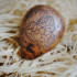 Окарина Shamanic chants - Окарина Shamanic chants
